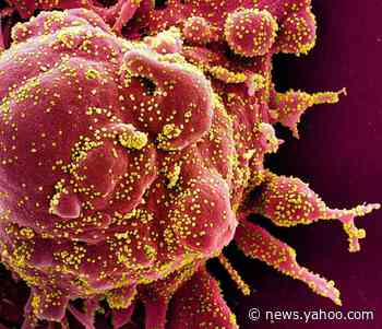 Plasma from recovered coronavirus patients boosts others' survival rate, study says