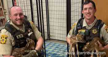 Citizens, law enforcement save 3 newborn fawns after pregnant mother hit on Wis. hwy.