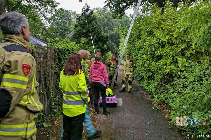 Eigenwijze poes houdt de buurt bezig in Ede