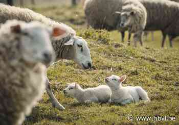 Elf verwaarloosde schapen in beslag genomen, “twee zijn er slecht aan toe”