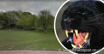 'I know it is real' - Sisters say they saw big cat on country walk