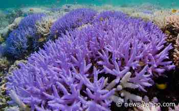 Dying coral reefs turn vibrant neon in apparent survival effort