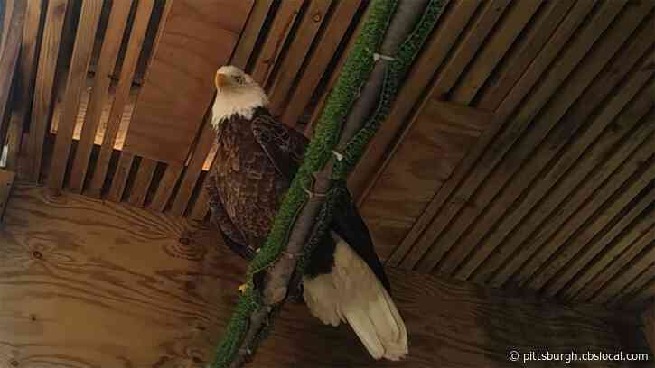 Local Bald Eagle Released Back Into The Wild After Recovering From Lead Poisoning