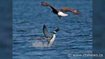 'Shot through the heart': Loon fatally stabs bald eagle in defence of chicks