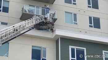 Gosling balcony rescue brings joy to seniors residence