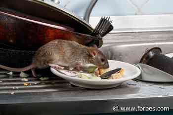 More 2020 News: Rats, Mice Showing Aggressive Behaviors With Coronavirus Restaurant Closures - Forbes