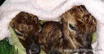 Man rescues 3 newly born fawns after pregnant doe is hit