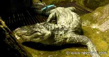 Alligator rumored to have belonged to Hitler dies in Moscow