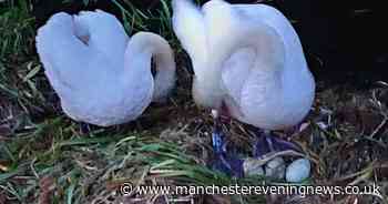 Residents 'appalled' after vandals smash up swan's nest with bricks on Bolton canal - Manchester Evening News