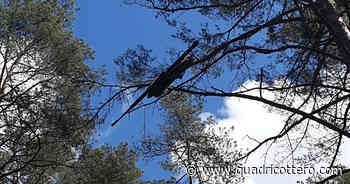 Ritrovato su un albero il drone ad ala fissa perso nei cieli della Lettonia - Quadricottero News