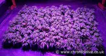 Huge cannabis farm uncovered as 80 plants seized by police