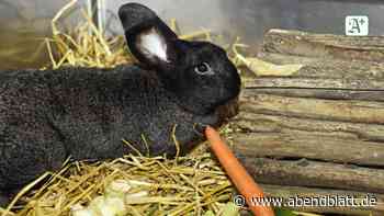 Hamburg: Kaninchen aufgeschlitzt und ausgesetzt: Tierquäler ermittelt