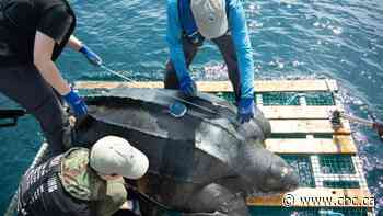 A tale of 2 leatherback sea turtles tagged off Nova Scotia