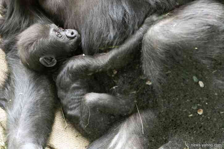 Baby gorilla badly injured in family skirmish at Seattle zoo