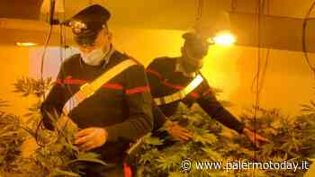 Novanta piante di marijuana in una casa disabitata e luce a scrocco, due arresti - PalermoToday