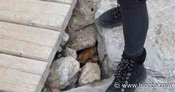 One of the baby foxes living under the Beaches boardwalk in Toronto has died - blogTO