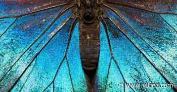 Meet This Museum's All-Star Arachnids and Insects