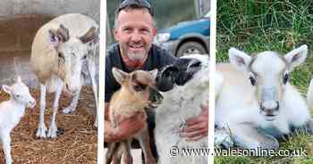 The very rare white reindeer that's just been born at a farm in Gower