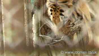 British zoo threatens to kill over 300 animals in coming days