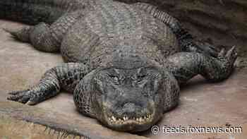 Alligator rumored to have been Hitler's, survived WWII bombing in Berlin, dies in Moscow Zoo at 84