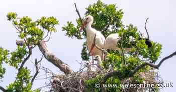 First white storks born in Britain for 600 years peer out of their nest