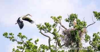 First white storks born in Britain for 600 years spotted