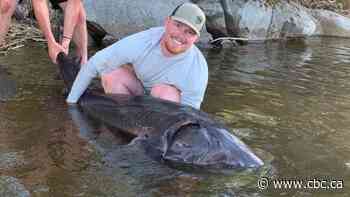 'Elusive once in a lifetime fish': Kenora Ont., fishing guide encounters massive sturgeon on Lake of the Woods