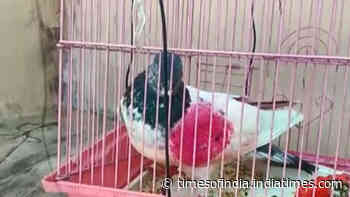 Suspicious pigeon captured near Pakistan border in J&K’s Kathua
