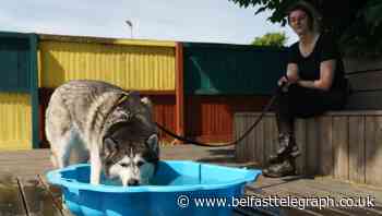 Warning issued to dog owners as weather set to heat up