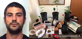 A Ramacca il coltivatore perfetto: di 'erba' | lasiciliaweb - lasiciliaweb | Notizie di Sicilia