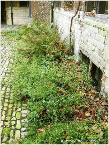 Isernia, taglio erba e pulitura aree private: pubblicato un avviso - Molise News 24