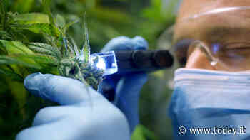 L’Erba legale è davvero senza effetti? - Today