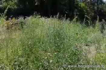 «L'erba è alta oltre due metri». Pro Natura denuncia l'abbandono di Orto Schinosa - BisceglieViva