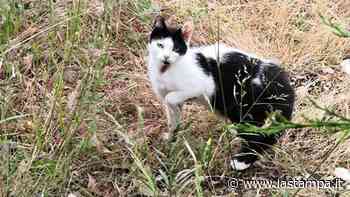 Dramma a Molfetta, il Comune fa tagliare l’erba ai giardini pubblici: strage di gatti appena nati - La Stampa