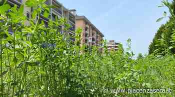 Erba alta e guanti monouso per terra alla Besurica - piacenzasera.it - piacenzasera.it