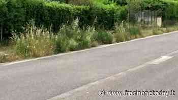 Arpino, pericolo erba alta alla Scaffa. La denuncia del consigliere Quadrini - FrosinoneToday