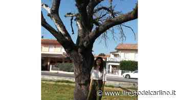Piantumazione a ottobre, ripreso lo sfalcio dell’erba - il Resto del Carlino