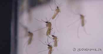 Can mosquitoes spread COVID-19? Dr. Hinshaw weighs in