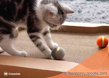 Keep your cat happy with Cheerable smart ball and board