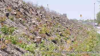 ‘Come clean this mess up’: Residents upset about clear-cutting along Saskatoon street
