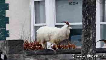 Coronavirus: Goats help raise thousands for Llandudno hospice