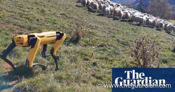 How a robotic dog is herding sheep in New Zealand – video
