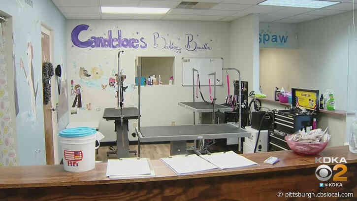 Local Dog Groomer Could Face $300 Daily Fine After Reopening In Defiance Of Gov. Tom Wolf’s Shutdown Order