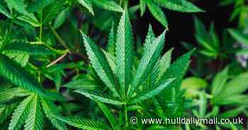 Cannabis could prevent and treat Covid-19, say scientists