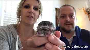 Two-faced kitten dies 4 days after birth