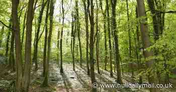 6 open spaces near Hull perfect for a socially distanced walk - Hull Daily Mail