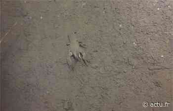L'image. Les écrevisses à pattes blanches de Domfront en Poiraie ont survécu à l'orage - Normandie Actu