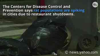 Desperate rats are brazenly searching for food during the coronavirus pandemic, CDC warns