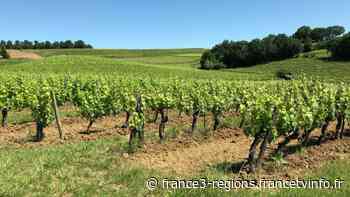 Coronavirus : l'été s'annonce délicat pour les vignerons de Gaillac - France 3 Régions