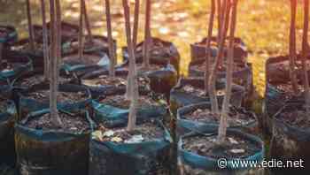 edie launches new business guide on carbon offsetting